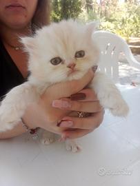 Gatto persiano cincilla