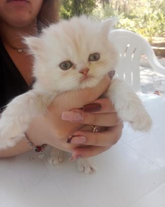 Gatto persiano cincilla