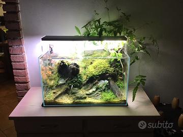 Acquario Ada 60 lt