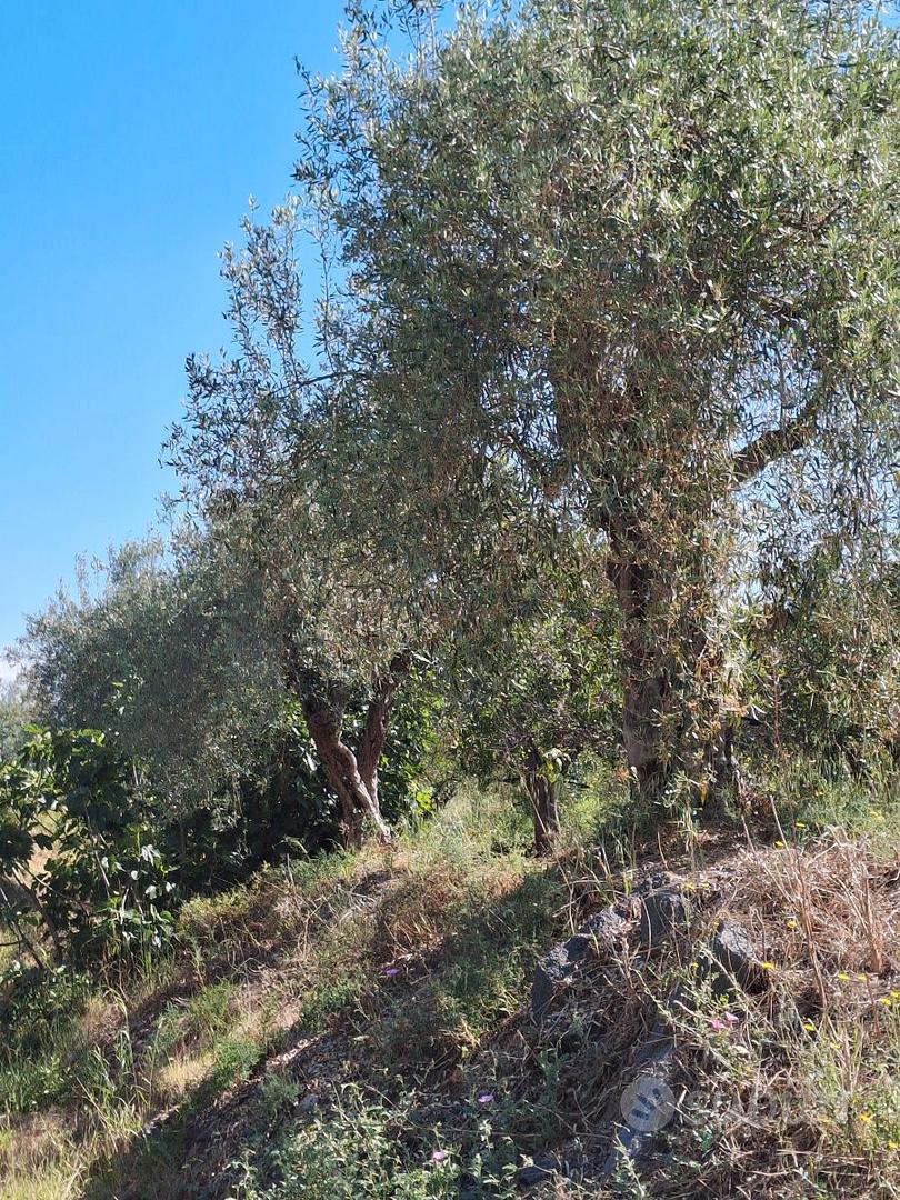 Terreno agricolo con annessa casa. - Vista 4