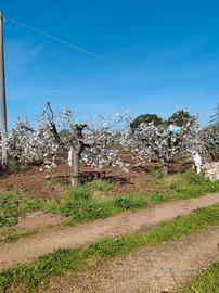 Fondo rustico agricolo di Gioia del Colle (BA)