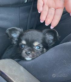 Cuccioli di chihuahua