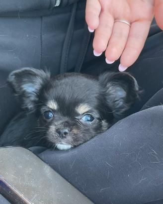 Cuccioli di chihuahua