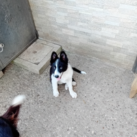 Cuccioli border collie