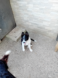 Cuccioli border collie