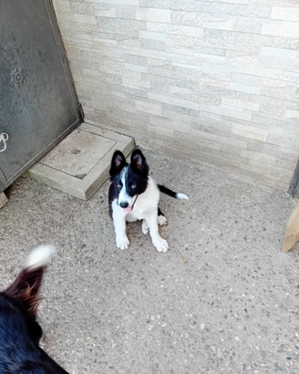 Cuccioli border collie