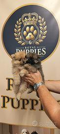 Spitz volpino di pomerania subito disponibile PROM