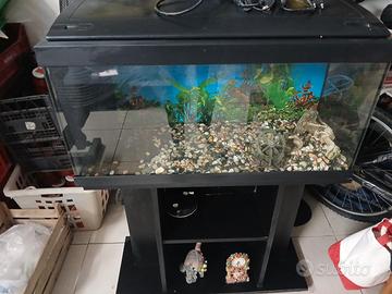  aquario 100 litri