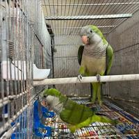 Parrochetti monaci allevati a manooo