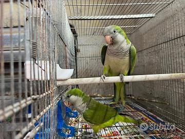 Parrochetti monaci allevati a manooo