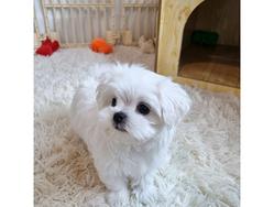 Cucciolo di Maltese