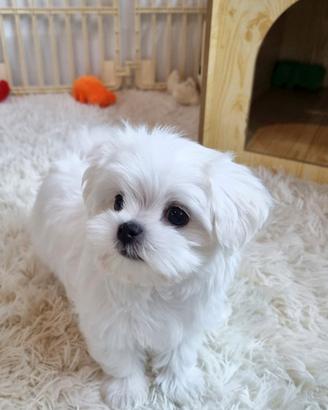 Cucciolo di Maltese