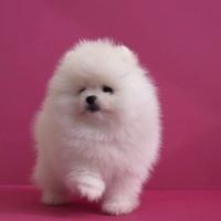 Spitz volpino Pomerania nano toy
