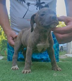 Pitbull 