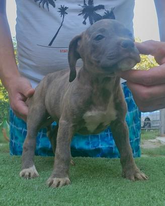 Pitbull 
