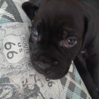 Cuccioli di cane corso