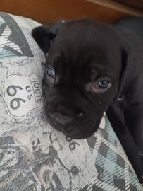 Cuccioli di cane corso