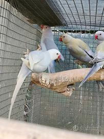 Parrocchetti dal collare