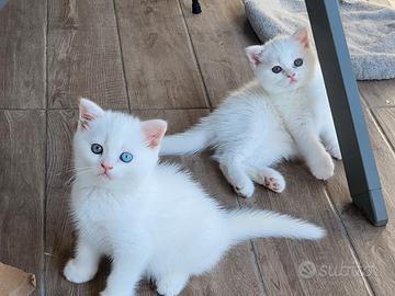 Cuccioli di SCOTTISH