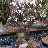 Bonsai Prunus Cesarifera Pissardii