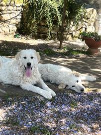 Cane da pastore abruzzese maremmano