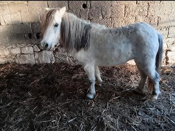 Pony femmina