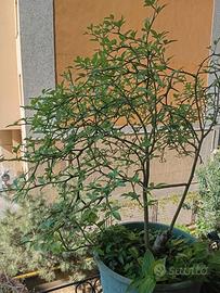 Pianta arancio trifogliato o Ponciro, con vaso