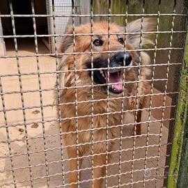 Tyson dolcissimo 3 anni abbandonato in canile