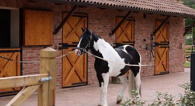 Pony Gypsi