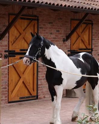 Pony Gypsi