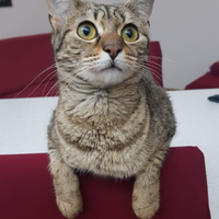 Micetta