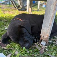 Cuccioli di labrador