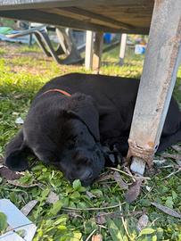 Cuccioli di labrador