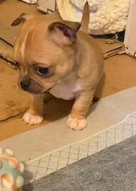 Chihuahua maschietto