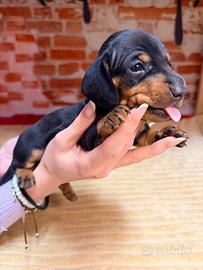 Cuccioli Bassotto Nano