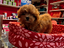 Immagine 13