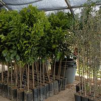 Piante di agrumi e da siepe