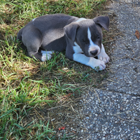 Cuccioli amstaff
