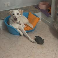 Cagnolina Labrador
