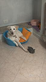 Cagnolina Labrador