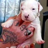 Cucciole Dogo Argentino