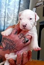 Cucciole Dogo Argentino