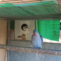 Coppia di parrocchetti dal collare riprodottiva