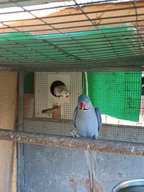 Coppia di parrocchetti dal collare riprodottiva