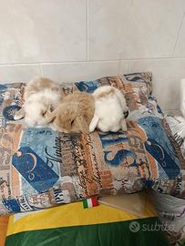 Conigli nani ariete mini lop