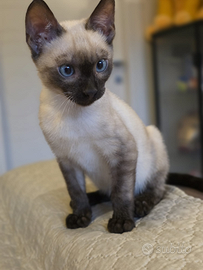 Cuccioli gatto bengala