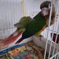 Conuri guance verdi allevati a mano