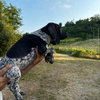 Bracco pointer da tartufi