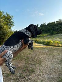 Bracco pointer da tartufi