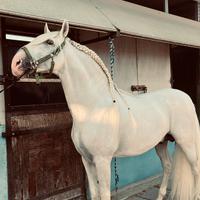 Cavallo Spagnolo